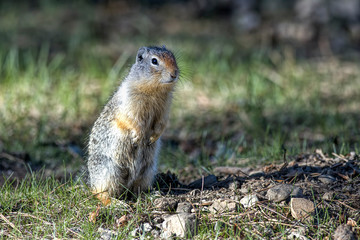 Ground squirrel sits on its hind legs.
