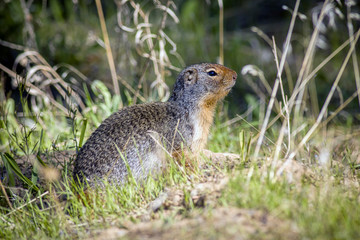 Small columbian ground squirrel.