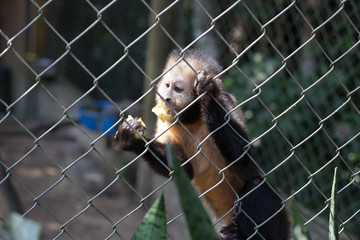 Monkey in the cage. It is holding a banana.