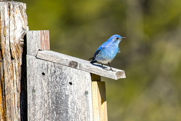 Tiny mountain bluebird on birdhouse.
