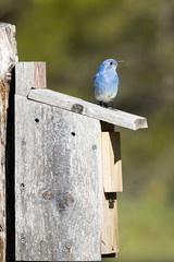 Cute tiny mountain bluebird on bird house.
