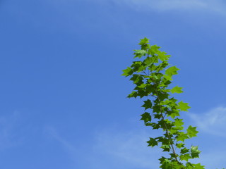 青空とカエデの葉