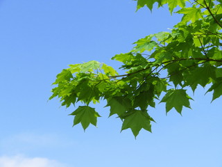 青空とカエデの葉