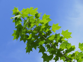 青空とカエデの葉
