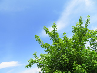 青空とカエデの葉