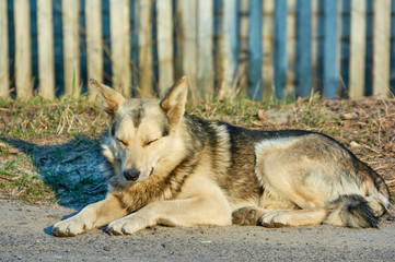 Lonely street  dog with sad eyes is lying on road.