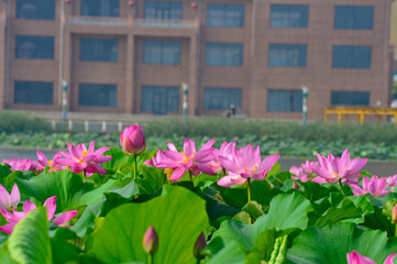 Blooming lotus flowers in the park