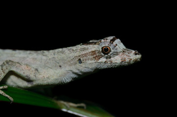 anolis