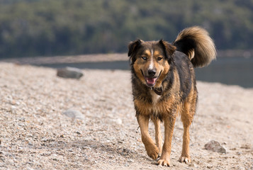 Fototapeta na wymiar Vagabond dog enjoying the summer. Between lakes, mountains and forests.