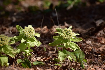 花開いたフキノトウ