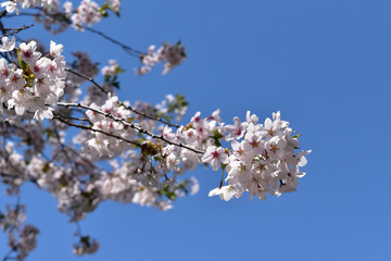 満開のソメイヨシノと青空