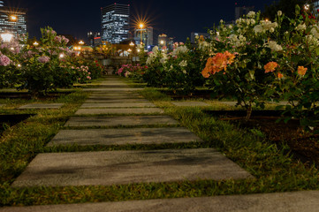 都会のバラ
