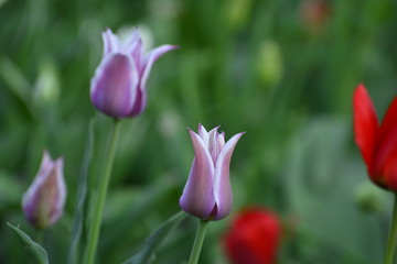 Decorative tulips in the home garden. Flowers in spring. April evening.