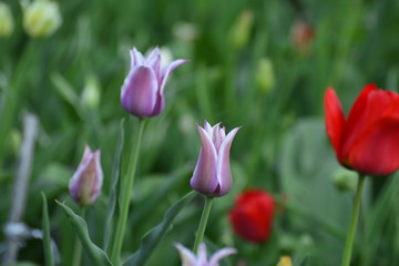 Naklejka premium Decorative tulips in the home garden. Flowers in spring. April evening.