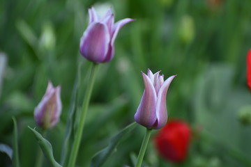 Decorative tulips in the home garden. Flowers in spring. April evening.