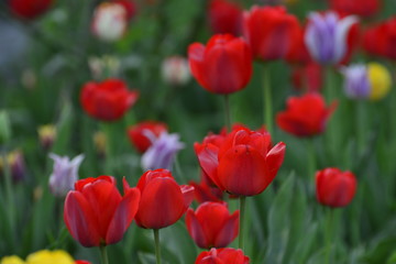 Red and yellow tulips in the home garden. Flowers in spring. April evening.