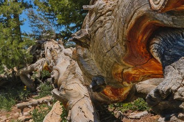 Chache National Forst on lumber pine trail by Garden City in Utah - dead tree