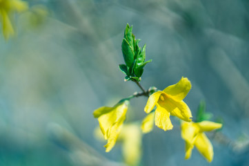 Close-up of a branch of Forsythia with flowers and shoots on a blurred background. Copy space. Soft...