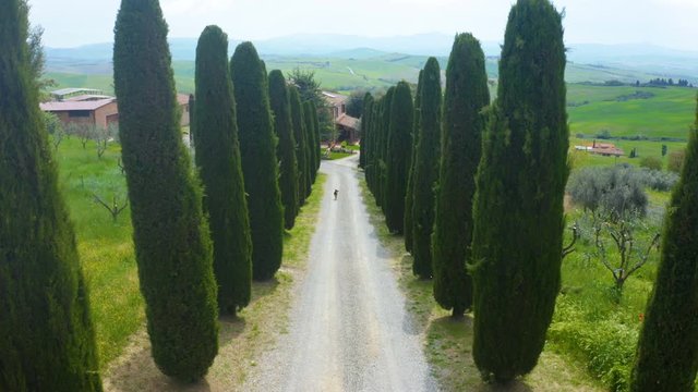 Tuscany, Italy. Flying through the cypress alley. Aerial view of a cypress alley with a German shepherd in the center