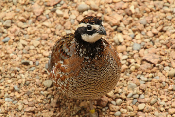 Close Up Brown Desert Bird