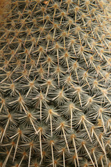Obraz premium Close Up Cactus Needles
