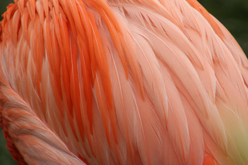 Close Up of Flammingo Feathers