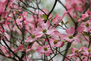 Fototapeta na wymiar Close Up Pink Flowers after the Rain