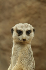 Confident Meerkat