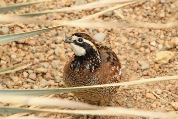 Desert Bird