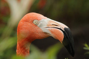 Eye of the Flammingo