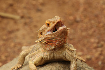 Open Mouthed Bearded Dragon