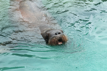 Fototapeta premium Open Mouthed Walrus