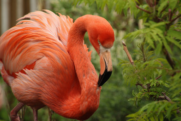 Preening Flammingo