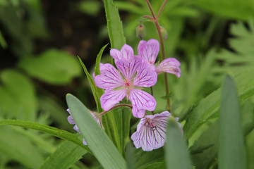 Raindrops on Purple Flowers