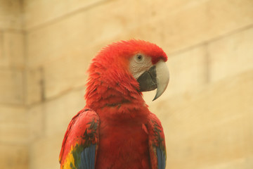 Red Macaw