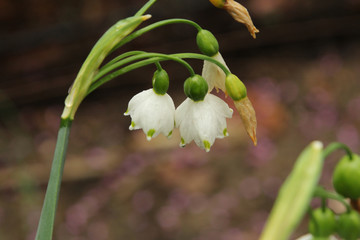 White Flowers with Rain on the Petals