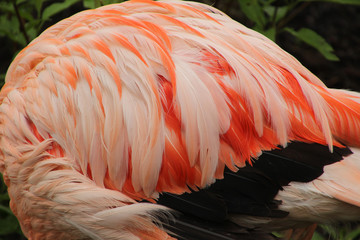 Wing of a Flammingo