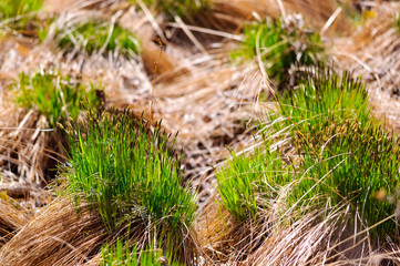 Hummocks in the swamp in spring
