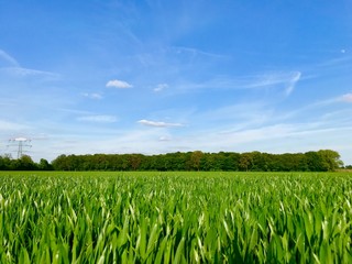 Outdoor sunny close up view over range of fresh growing green wheat grass field  in countryside area in spring summer season.