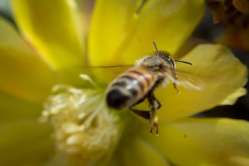Abeja