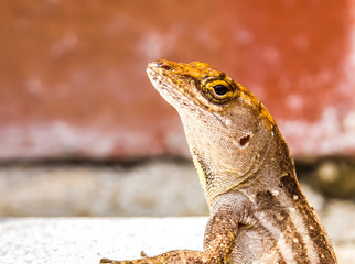 Lizard  on the Wall