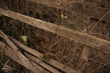 Fence with Flowers