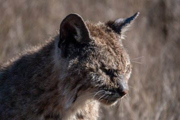 Mange (feline scabies), in wild Bobcats infected with the mite Notoedres cati, is epidemic in some California counties. Exposure to rat and gopher poison may predispose the cats to this fatal illness.