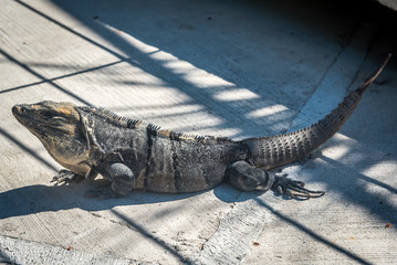 Brown iguana