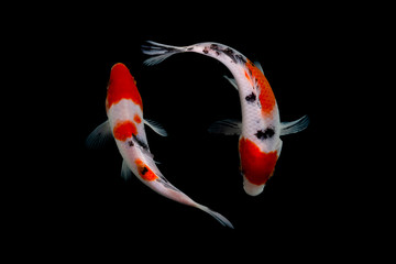Koi fish showa black background