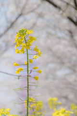 Flower plum blossoms in full bloom in Wuhan East Lake. It’s focus on the flower.