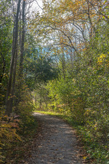 Fototapeta na wymiar Fall time in park