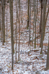 Fototapeta premium Forest in winter time
