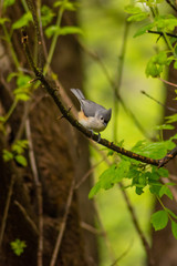 Fat gray and white bird on a tree branch