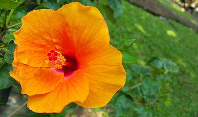 hawaiian hibiscus flower
